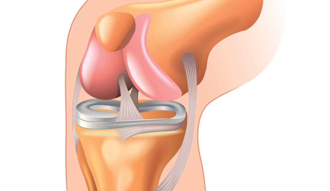 knee joint structure